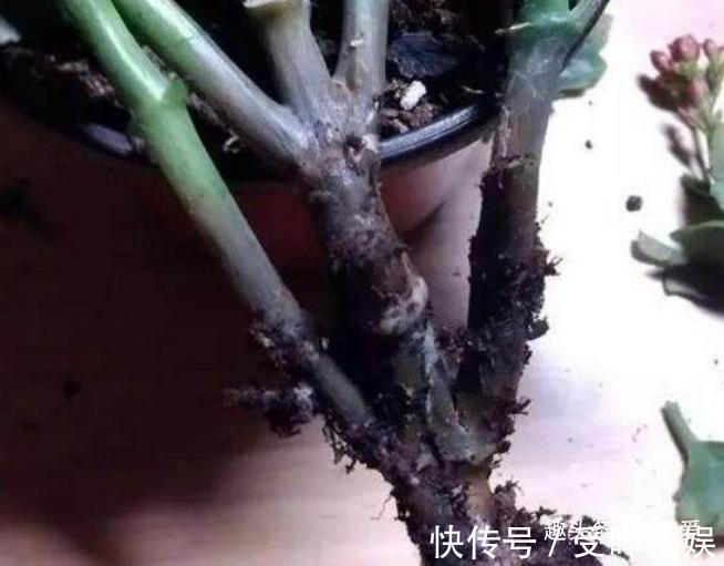 新根|4种“吉利花”,被水浇死了不要扔,简单处理又能长满盆