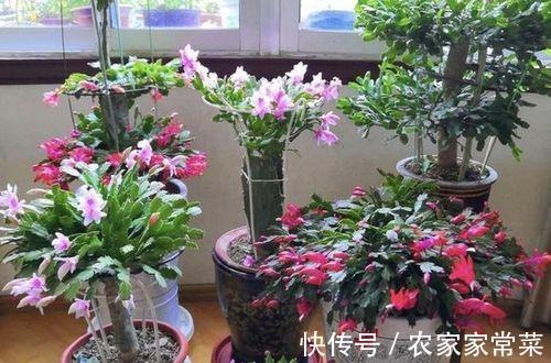 进入花蕾期的蟹爪兰,应该如何养护