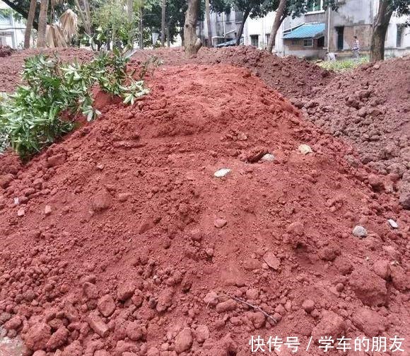 户外挖“2种土”养花,君子兰长得像“大白菜”,茉莉花“爆盆”!