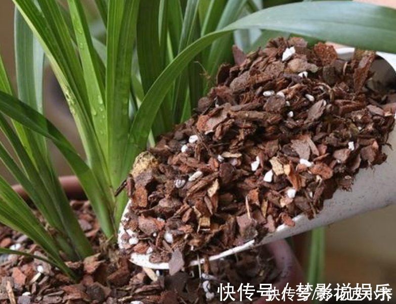 养好兰花上盆步骤是关键,做好6个“小细节”,后续养护没烦恼