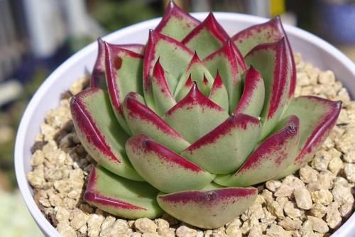 阳台养多肉施肥以简单有效为佳，啤酒兑水就不错，叶片肥厚状态好