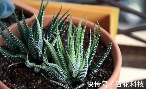 要点|60种多肉图鉴及养护要点,1分钟学会,超全超实用!