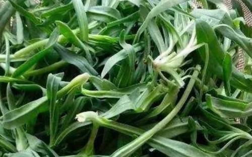 蛇舌草|最适合女性的三种食物,美容养颜,延缓衰老,爱吃就赚到