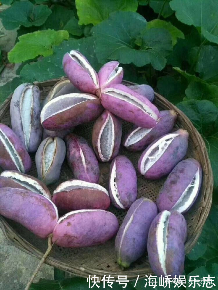 常吃|女性常吃以下食物,腰不痛,腿不麻,子宫越来越干净,大肚子也平