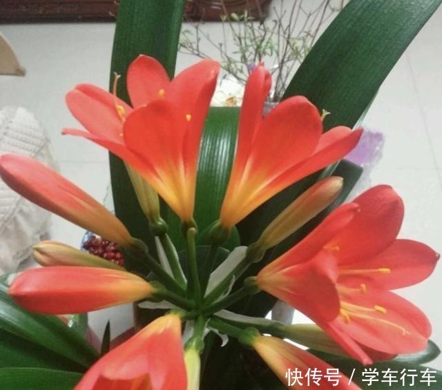 养君子兰,学会使用3种肥料,长得就像“大白菜”,天冷就开花!