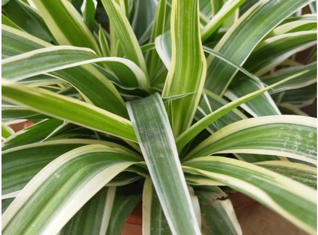 家养的吊兰，学会这“4步”，叶片硬朗，蹭蹭爆满盆！