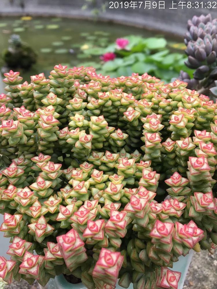 置身于美丽的多肉花园，我就是那快乐无比的多肉园丁！