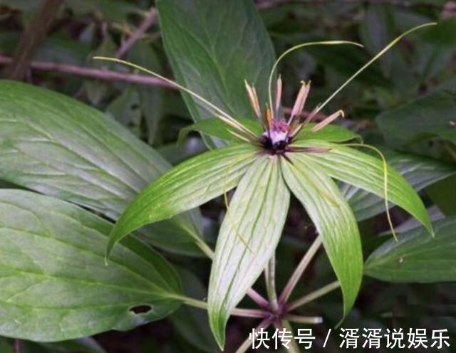 花朵奇特的“杂草”，在山上不起眼，殊不知它价值高，1斤300元