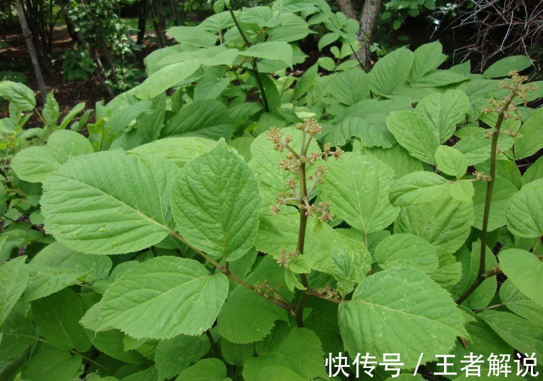 养血|想要补血气怎么办?中医告诉你:这些中药或可助你一臂之力