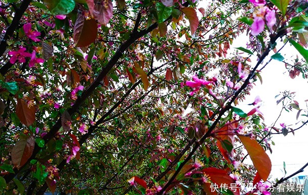 淋在雨里的海棠树，它的花儿泡在树下的水洼里！