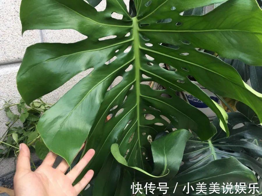 给这花换盆，土里扒出30个崽，根本不用扦插！