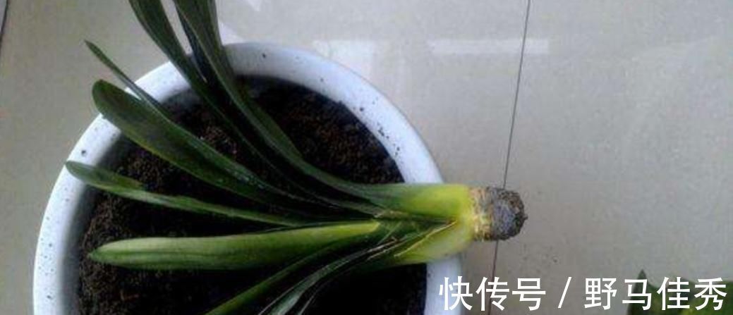 好处|用草木灰养花,有这么多好处,但是这类花卉可不能用