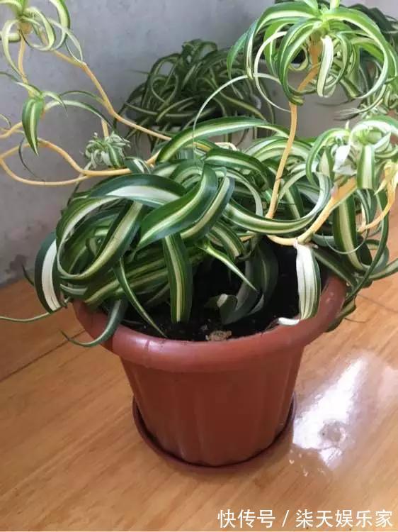 4种花爱“吃土”,1年不换盆,盆里全是根不见土,换盆才能长好