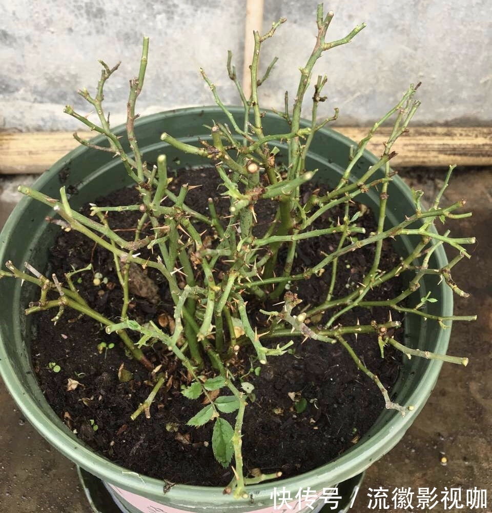 养护|养好月季2个条件必须具备,要不黄叶、病虫害,迟迟不开花