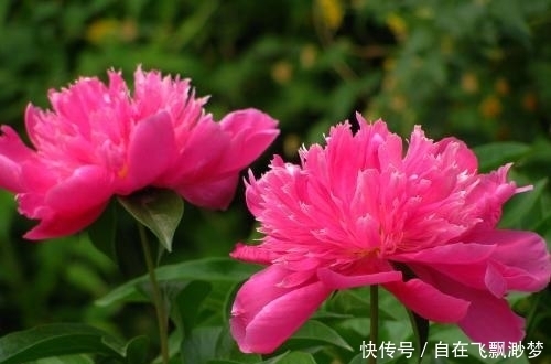 景点|芍药花开的季节,有哪些景点可以看到?芍药的寓意!