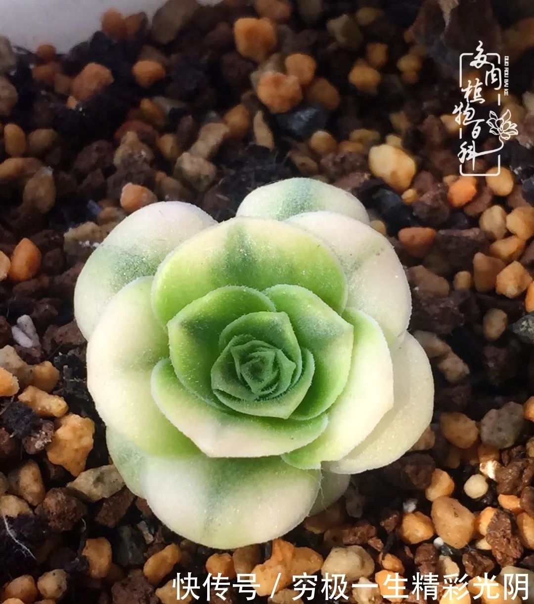 山地玫瑰的那些事儿关于养护过程中遇到的灵魂18问