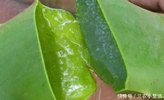 家里养花不要瞎眼!这6种花旺财又养人,有2种花是大忌!