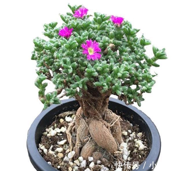 开花|盆栽花卉长得慢不开花,师傅教我两个方法,既科学又实用