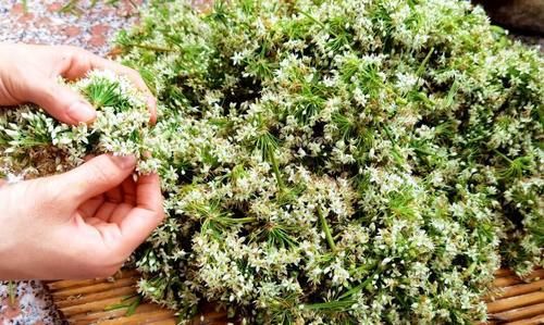 季节性|9月碰到这菜，我准买10斤，营养极高，季节性太强，常吃对脾胃好