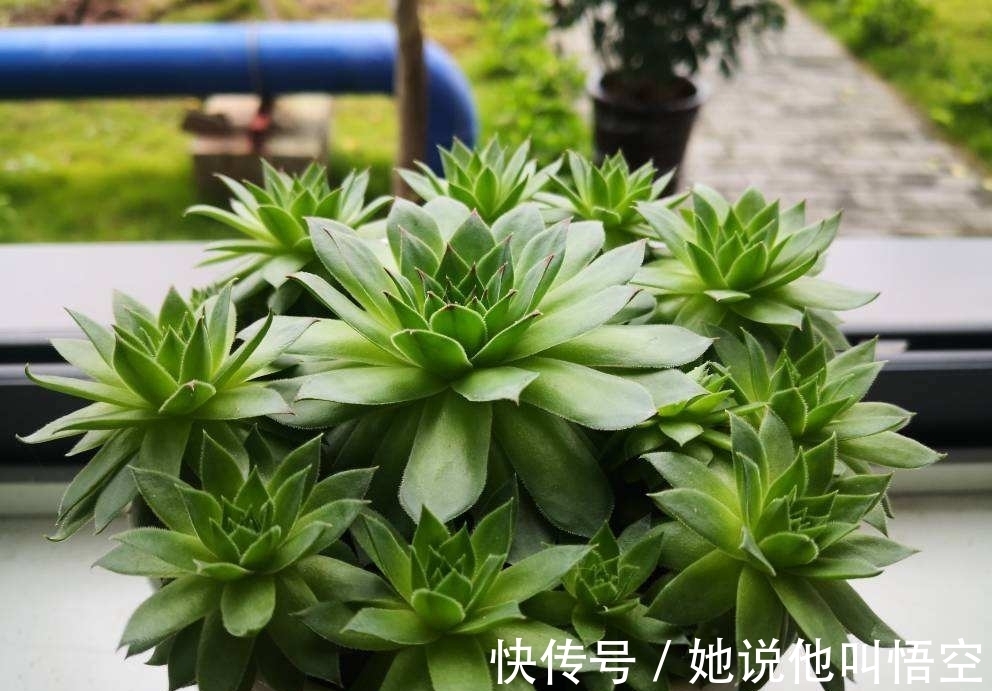 多肉一开花,赶紧剪掉花箭,不然只剩空盆!