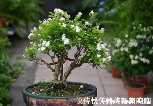 茉莉花|养了3年的茉莉花变老桩，长成“巨无霸”，清香宜人大半年！