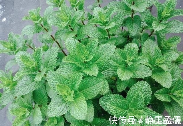 小苗|家庭养6种花“要当心”,容易出现“生物入侵”,天天起来要清理