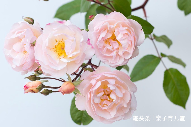 喜欢玫瑰,不如就养“高档玫瑰”莱克夫人,花开妖娆,高贵优雅!