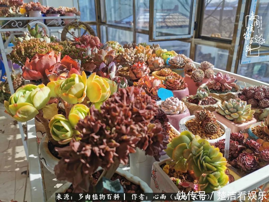 三色堇|懂得珍惜的人,才值得拥有更多美好的事物!养多肉也是如此!