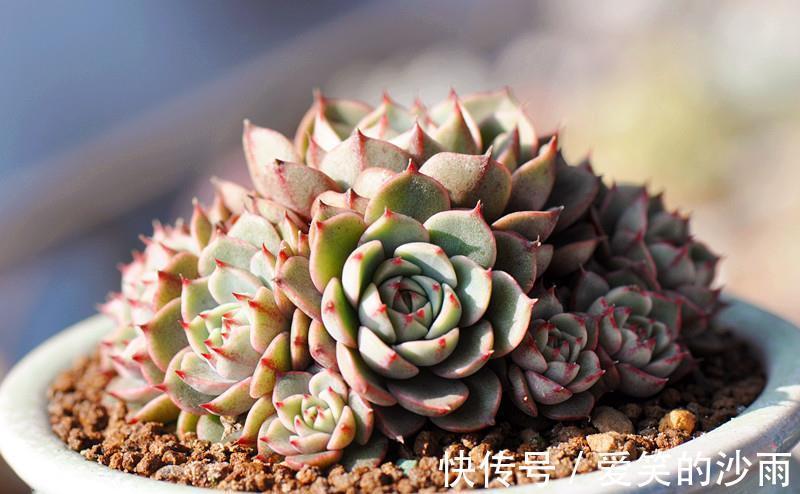 多肉植物|多肉植物的4大敌人，打败它们，让多肉长命百岁