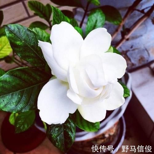 4条养花“谚语”,专治养花杀手,看懂了何愁花不旺?