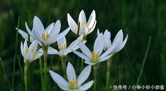 种植|最适合庭院、屋顶绿化种植的植物,各月开花顺序整理,不收藏吗?