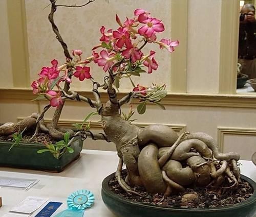 塑造|适合布置成盆景的几种多肉植物,可以塑造合适形态,不用频繁给水