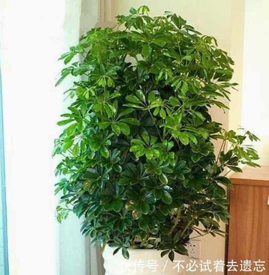 3种花专吸“甲醛、二手烟”,1个月不浇水都能长得旺,你养了吗
