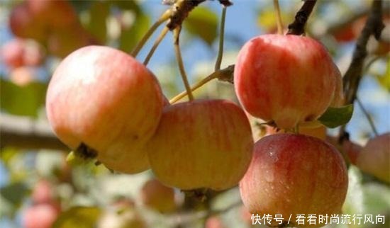 都是能够食|海棠果能吃吗,能吃冰冻食用更佳