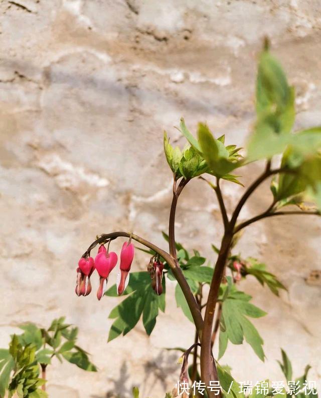 农村人都爱种的5种花，没啥名气，开花却漂亮极了!
