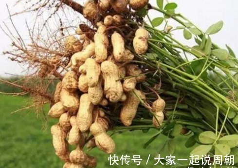 补气血|花生搭配它，头发黑了，滋阴补虚补气血，脂肪也干净了，气色好了