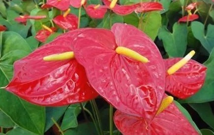 细数花期超长的六种花卉，养护好就比“往年”开花多得多，美醉了