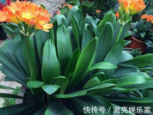 花儿|夏季到,往君子兰盆里加点特制水,花儿呼呼开满盆