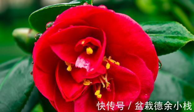 34种常见花草耐冻极限温度，哪些该搬到室内养，一清二楚