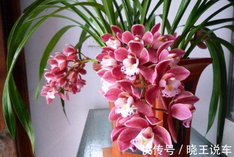 蟹爪兰|适合冬天养的8种漂亮花,被称作“开花机器”,好养好美易爆盆