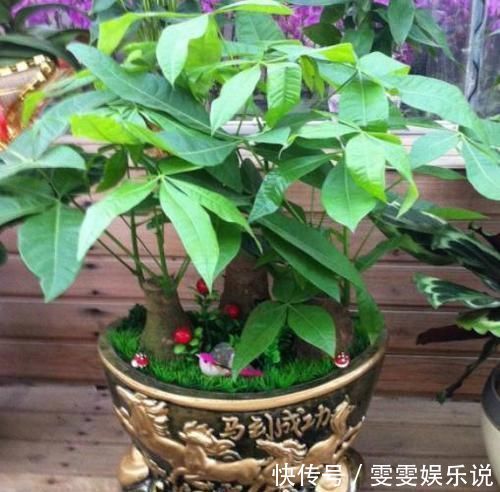 管理|盆栽发财树如何做好日常管理掌握4点,黄叶烂根也能救回来