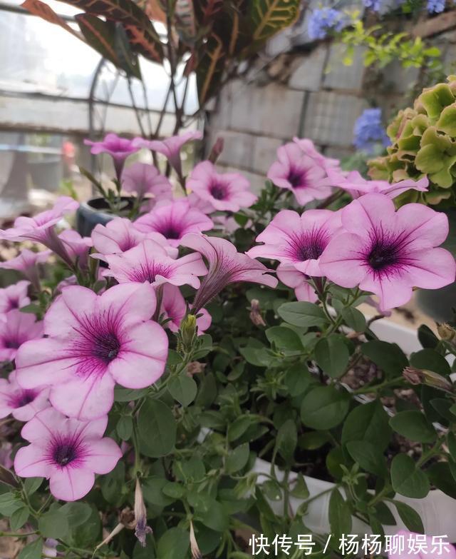 橘子皮|肥料太多不会选简单!自己动手制作有机肥,枝叶繁茂,开花爆盆