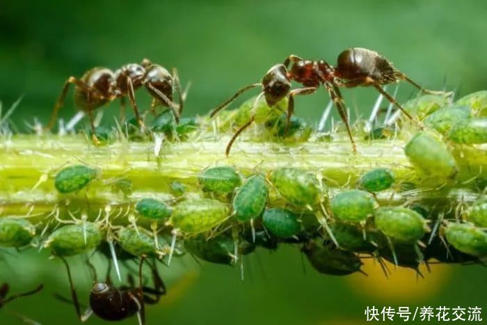 蚂蚁药对植物有影响吗