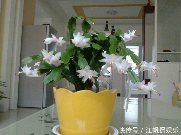 蟹爪兰叶片软趴趴怎么办从3方面对症处理,冬春花开爆满盆