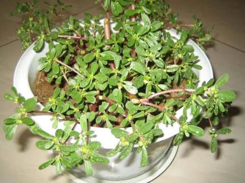 甲醛|在家要养就养2种野草,都是吸附甲醛的小能手,养在家中当“宝”