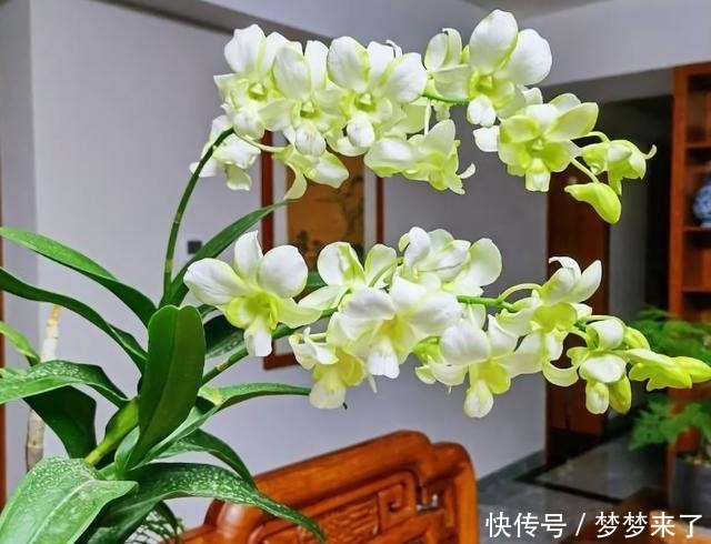 神奇|4种花别用土养,一浇水就烂根,最后1种很神奇,倒挂空中也开花