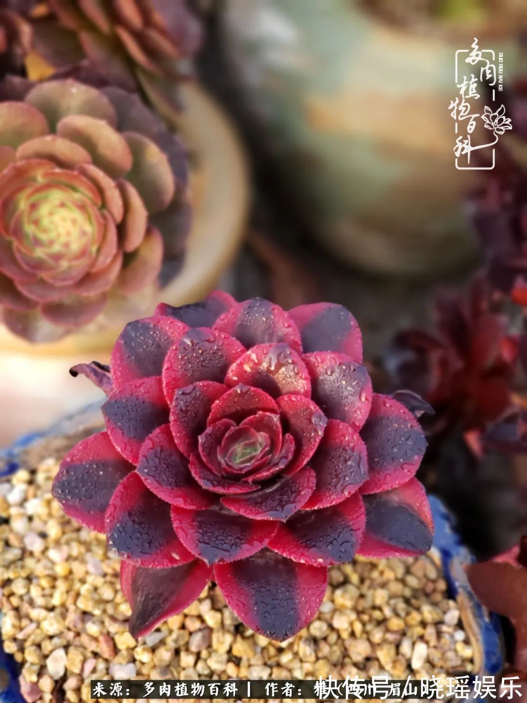 万圣节|养多肉六年,从痴迷到佛系,世事漫随流水,唯有喜爱永恒!