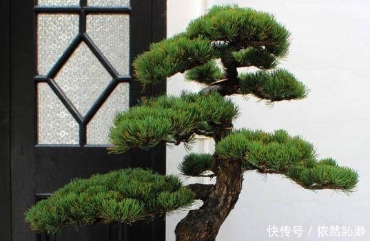 盆景如何修剪才正确方法教给你！