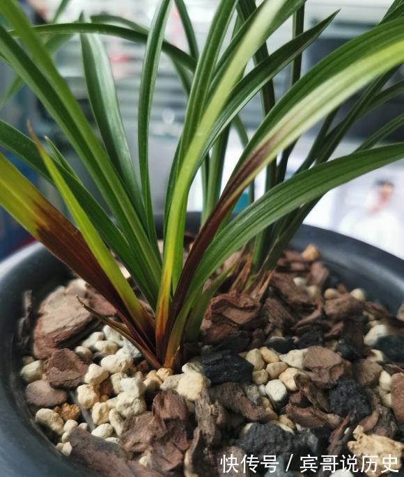 兰花什么时候翻盆最好？翻盆用哪种植料？养兰攻略送给你