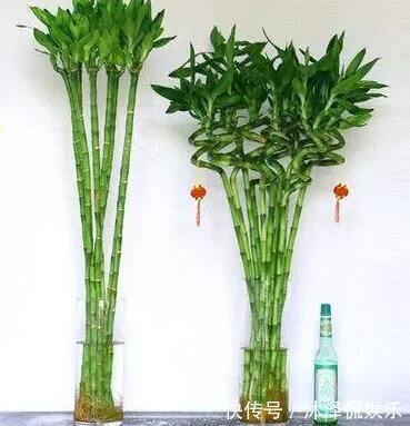 卧室放什么植物盆栽好给你推荐8款不用费心了,净化空气没烦恼!